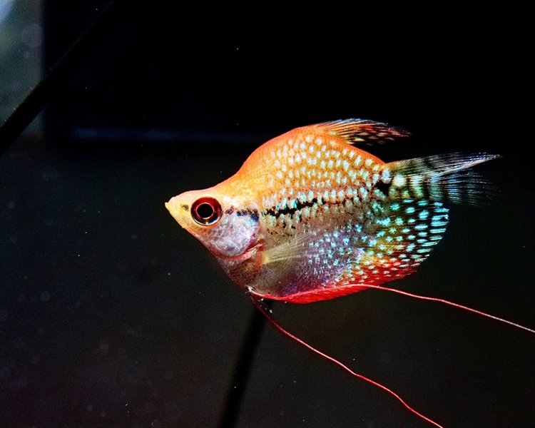 Sặc Mã Giáp Hoàng Kim