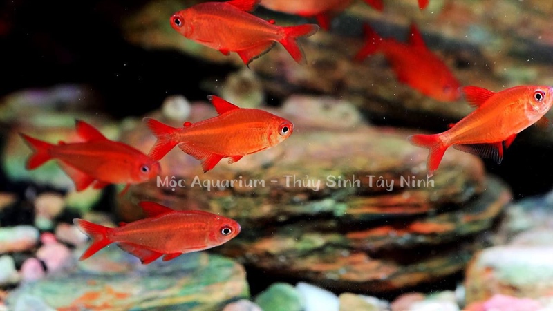 Red Cherry Tetra