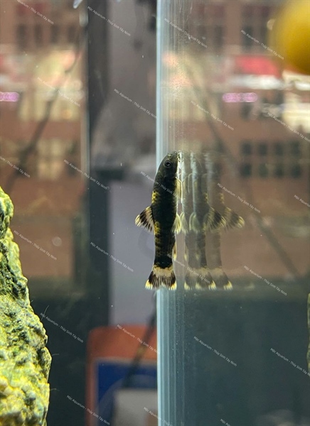 Bác Sĩ Panda ( Size Cối )