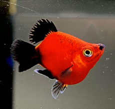 Mún Đuôi Lửa Short