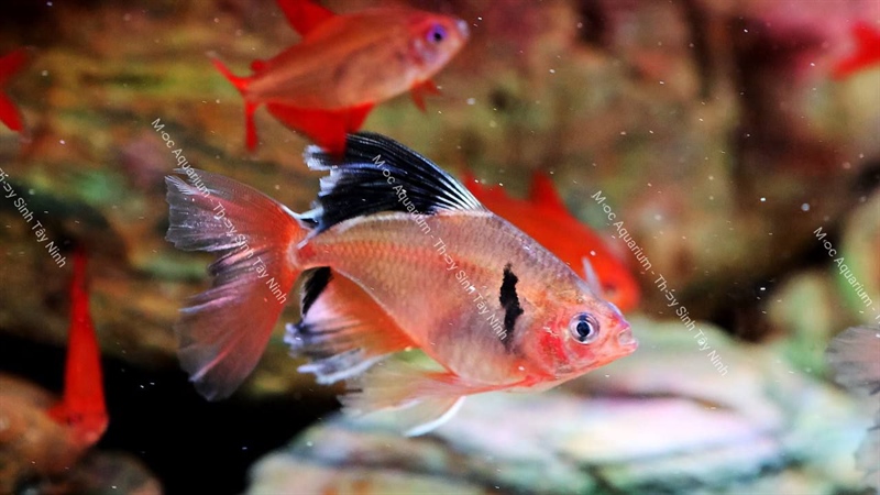 Hồng Nhung Vây Dài