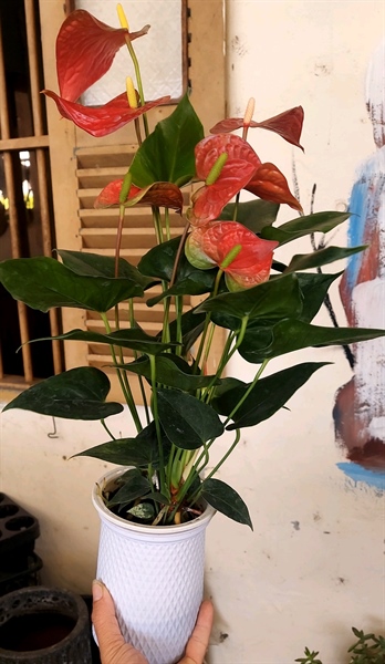 Hồng môn thủy sinh
