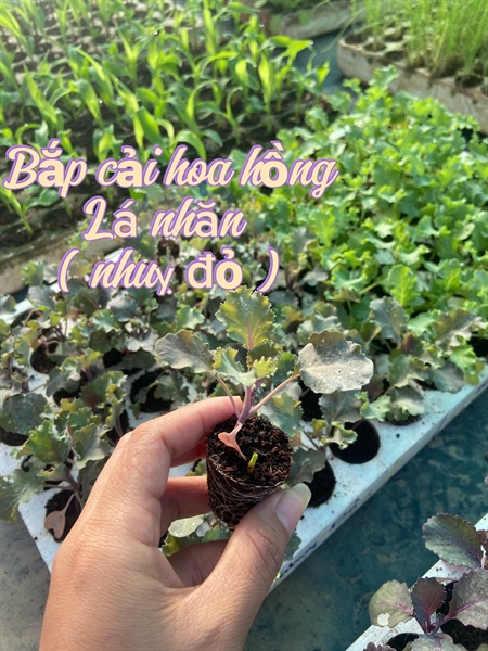 Bắp cải hoa hồng