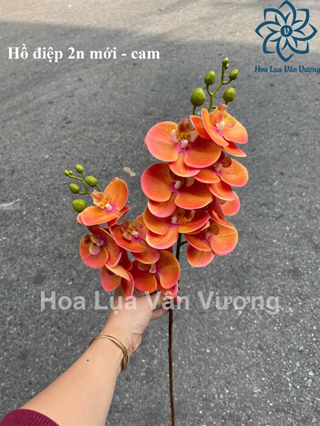 Hồ điệp 2n mới - Cam - Hồ điệp, lan - Hoa Lụa Vân Vượng