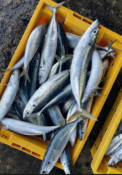 Cá Nục Gai size con từ 6-10 con