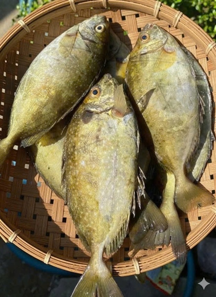 Cá Kình size con từ 6-10 con