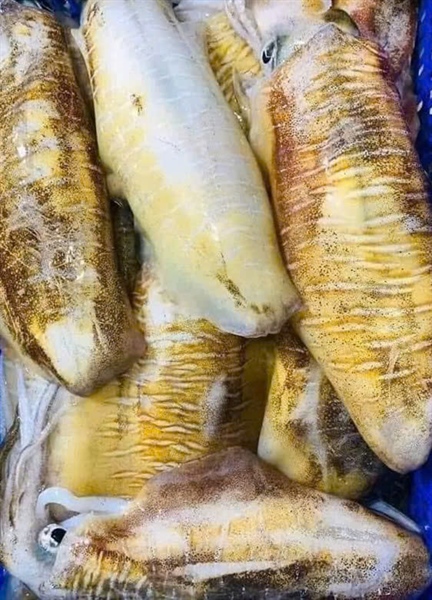 Mực Lá Câu MiNơ 2-4con/1kg