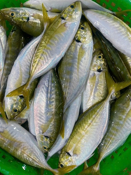 Cá Ngân size con từ 6-10 con