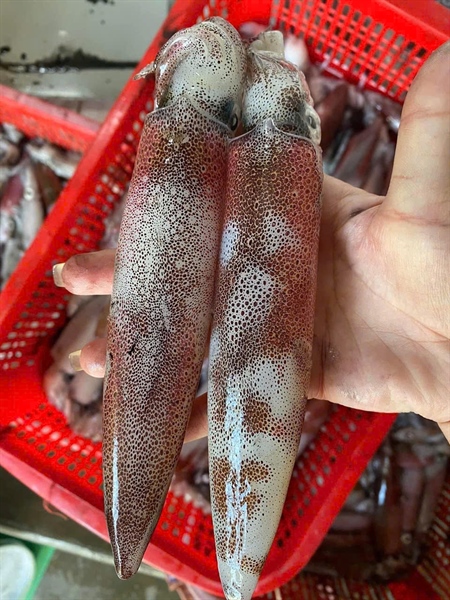 Mực Ống Câu MiNơ 3-4 con/1kg