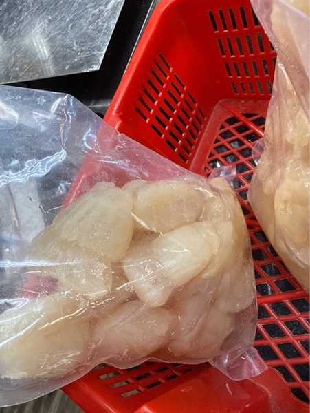 Sứa Đạn