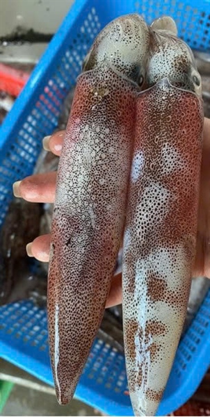 Mực Ống Câu MiNơ 3-4 con/1kg