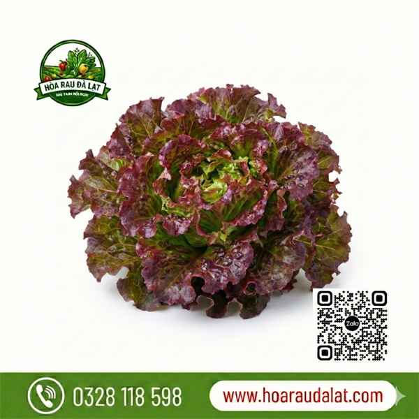 Xà lách cuộn tím