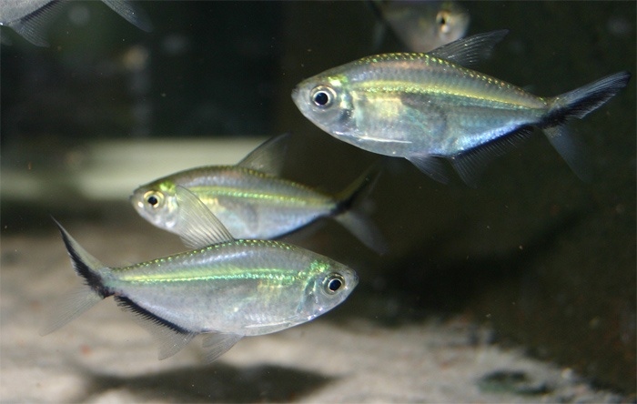 Cá Cắt Kéo (Đuôi Kéo) (Size XL)