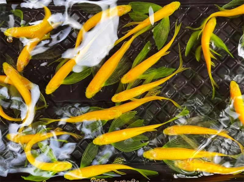 Ngựa Cam Cánh Tiên