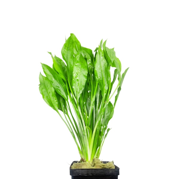 Lưỡi Bò (chậu)