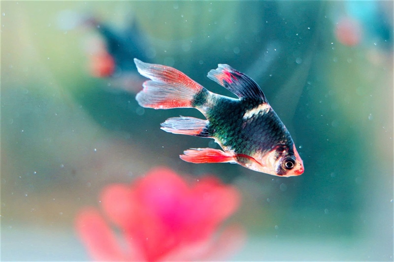 Secan Xanh Vây Dài