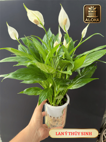 LAN Ý THỦY SINH (THÙNG 28 CÂY)