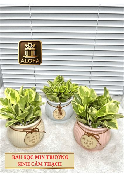 THÀNH PHẨM BẦU SỌC MIX TRƯỜNG SINH CẨM THẠCH