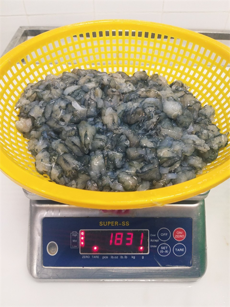 Tôm thịt đầu tươi 1.8Kg