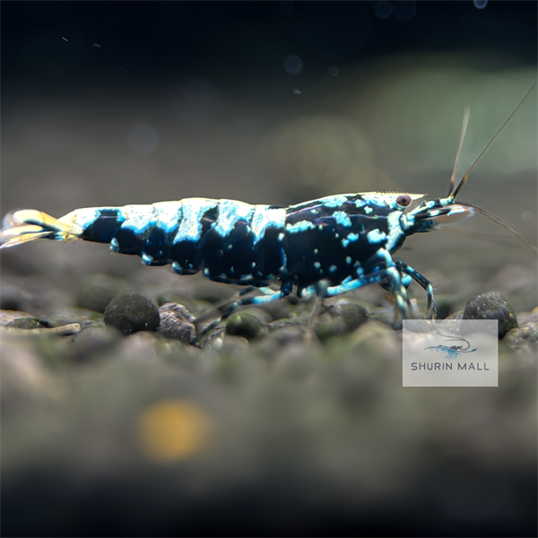 Black Galaxy - Common