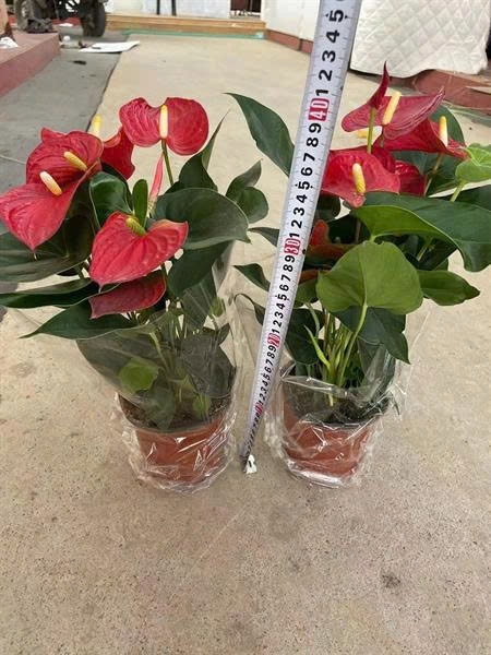 CÂY HỒNG MÔN ĐỎ (THÙNG 32)