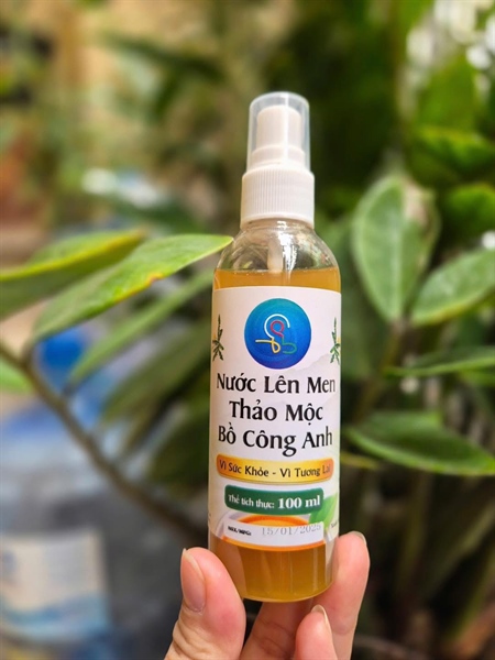 Nước lên men thảo mộc bồ công anh