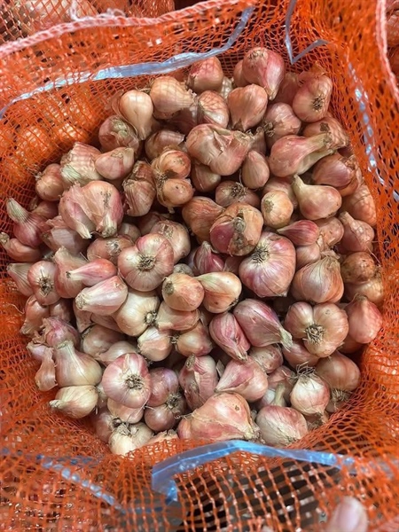 HÀNH TÍM KHÔ CHỌN LỌCエシャロット