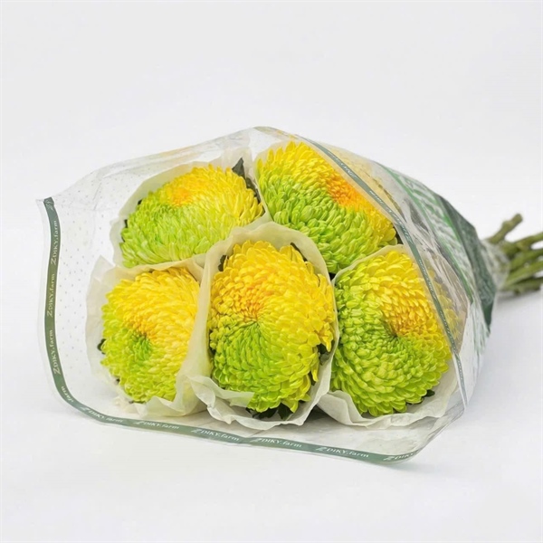 Hoa Cúc Mẫu Đơn Vàng + Mạ