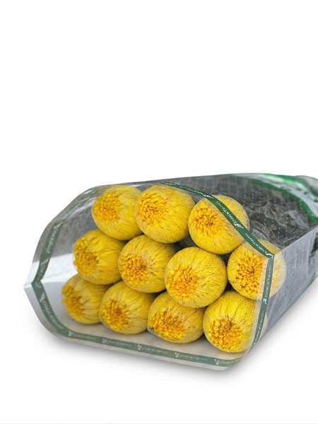 Hoa Cúc Makoto Vàng