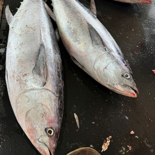 Cá ngừ đại dương trên 10kg