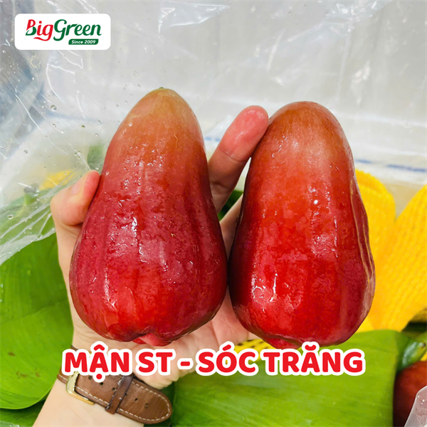 Mận ST - Sóc Trăng