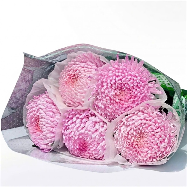 Hoa Cúc Mẫu Đơn Hồng Pastel