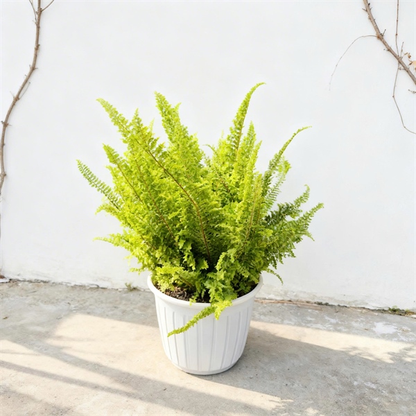 CÂY DƯƠNG XỈ LÁ NHUYỄN LỚN VN