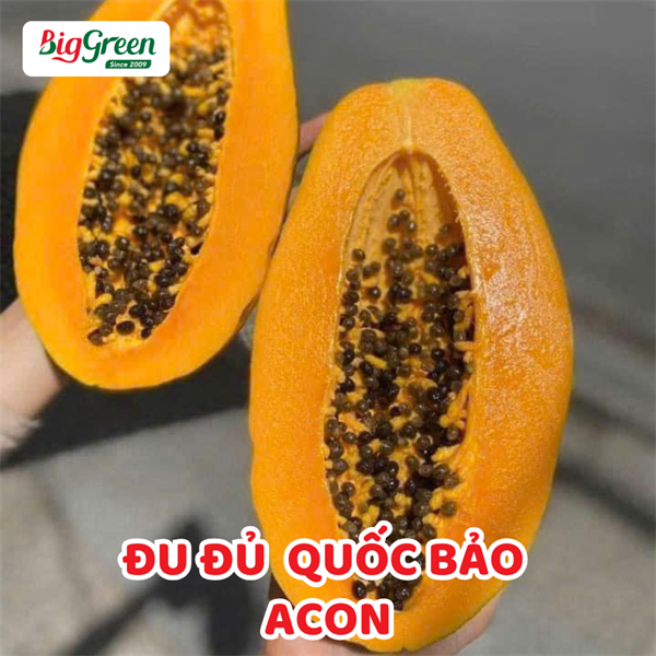 Đu Đủ Quốc Bảo-Acon