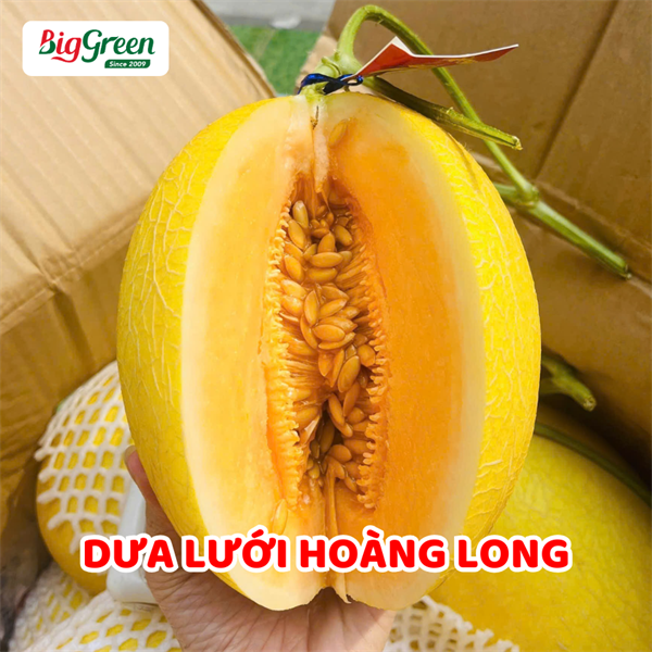 Dưa Lưới Hoàng Long