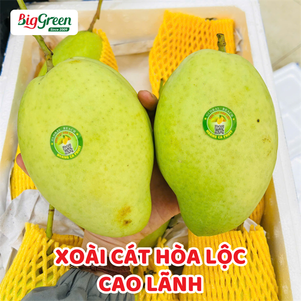 Xoài Cát Hòa Lộc - Cao Lãnh