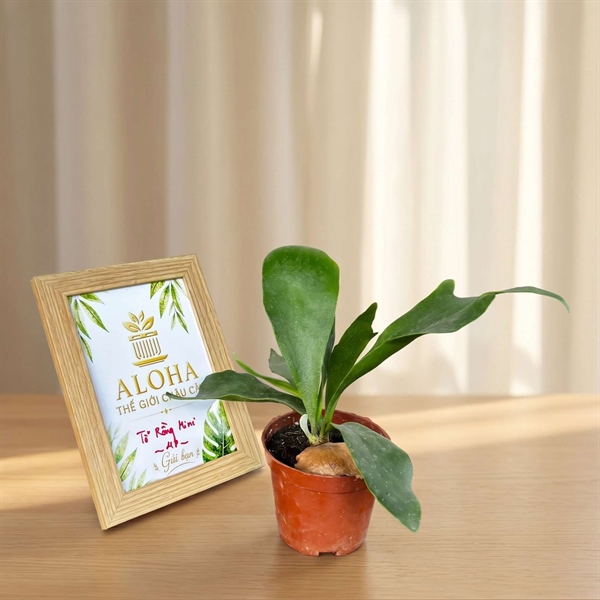 CÂY TỔ RỒNG MINI (THÙNG 48)