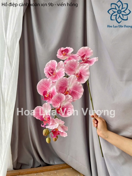 Hồ điệp cánh xoăn xịn 9b - Viền hồng - Hồ điệp, lan - Hoa Lụa Vân Vượng
