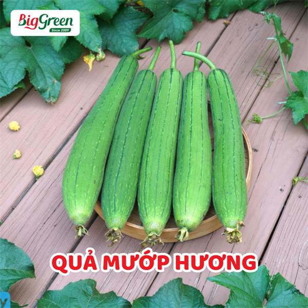 Quả Mướp Hương