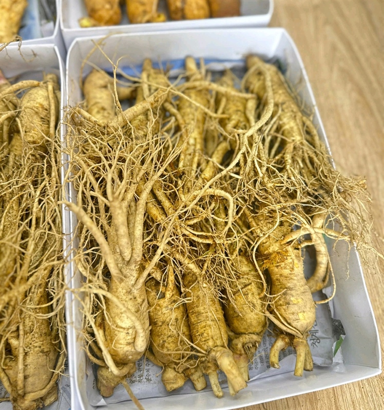 Sâm tươi Hàn Quốc