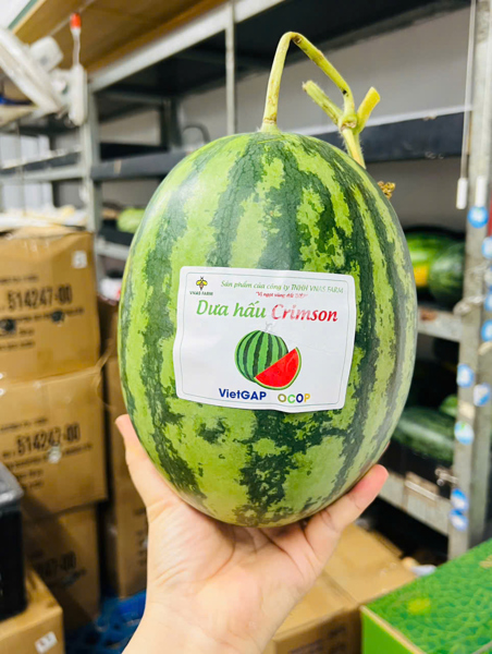 Dưa Hấu Không Hạt Crimson